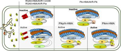 Structural mechanism of heavy metal-associated integrated domain engineering of paired nucleotide-binding and leucine-rich repeat proteins in rice